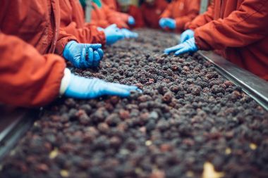 Çalışan insanlar. Koruyucu mavi eldiven tanınmaz halde işçi elinde donmuş böğürtlen seçimini yapın. Dondurma ve meyve ve sebze ambalaj fabrikası