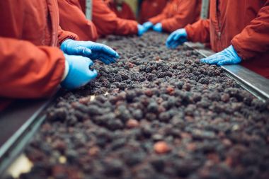 Çalışan insanlar. Koruyucu mavi eldiven tanınmaz halde işçi elinde donmuş böğürtlen seçimini yapın. Dondurma ve meyve ve sebze ambalaj fabrikası