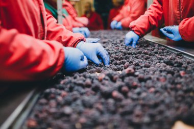 Çalışan insanlar. Koruyucu mavi eldiven tanınmaz halde işçi elinde donmuş böğürtlen seçimini yapın. Dondurma ve meyve ve sebze ambalaj fabrikası