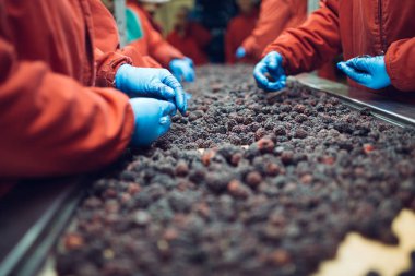 Çalışan insanlar. Koruyucu mavi eldiven tanınmaz halde işçi elinde donmuş böğürtlen seçimini yapın. Dondurma ve meyve ve sebze ambalaj fabrikası