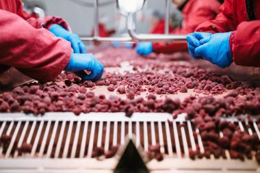 Çalışan insanlar. Koruyucu mavi eldiven tanınmaz işçileri ellerinde dondurulmuş ahududu seçimini yapın. Dondurma ve meyve ve sebze ambalaj fabrika. Düşük ışık ve görünür gürültü