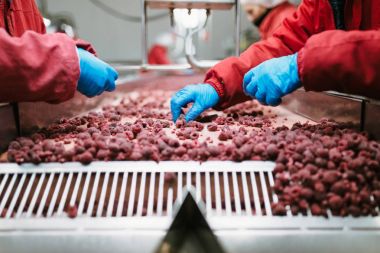 Çalışan insanlar. Koruyucu mavi eldiven tanınmaz işçileri ellerinde dondurulmuş ahududu seçimini yapın. Dondurma ve meyve ve sebze ambalaj fabrika. Düşük ışık ve görünür gürültü