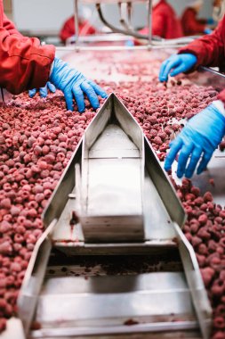 Çalışan insanlar. Koruyucu mavi eldiven tanınmaz işçileri ellerinde dondurulmuş ahududu seçimini yapın. Dondurma ve meyve ve sebze ambalaj fabrika. Düşük ışık ve görünür gürültü