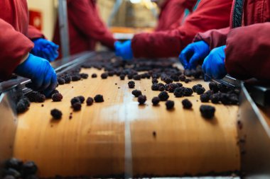 Çalışan insanlar. Koruyucu mavi eldiven tanınmaz halde işçi elinde donmuş böğürtlen seçimini yapın. Dondurma ve meyve ve sebze ambalaj fabrikası