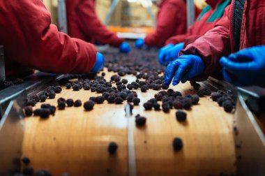 Çalışan insanlar. Koruyucu mavi eldiven tanınmaz halde işçi elinde donmuş böğürtlen seçimini yapın. Dondurma ve meyve ve sebze ambalaj fabrikası