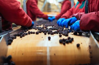 Çalışan insanlar. Koruyucu mavi eldiven tanınmaz halde işçi elinde donmuş böğürtlen seçimini yapın. Dondurma ve meyve ve sebze ambalaj fabrikası