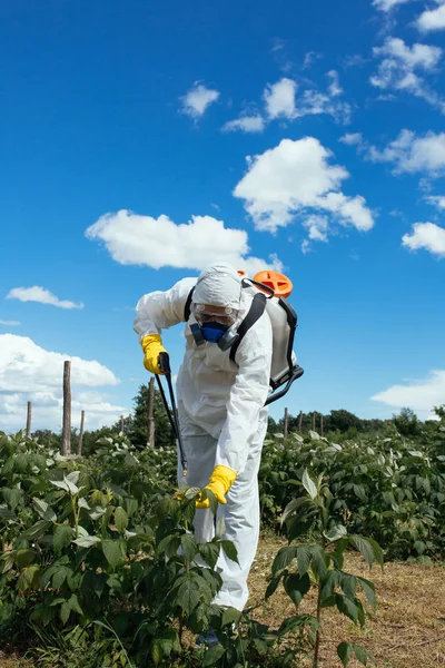 Průmyslové Zemědělství Téma Muž Postřik Toxické Pesticidy Nebo Insekticidy Ovocnictví — Stock fotografie