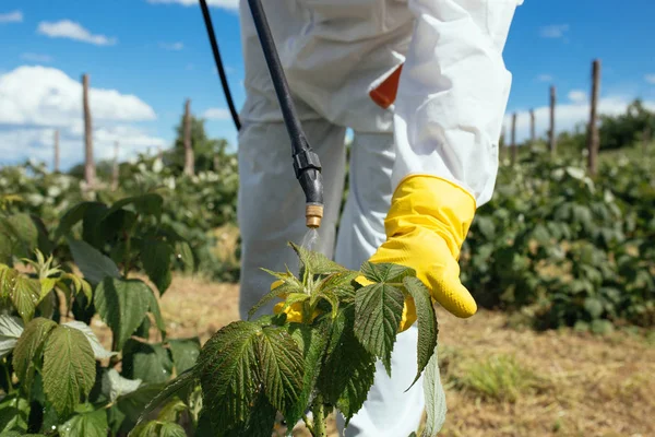 Tema Agricultura Industrial Homem Pulverizando Pesticidas Tóxicos Inseticidas Plantação Frutas — Fotografia de Stock