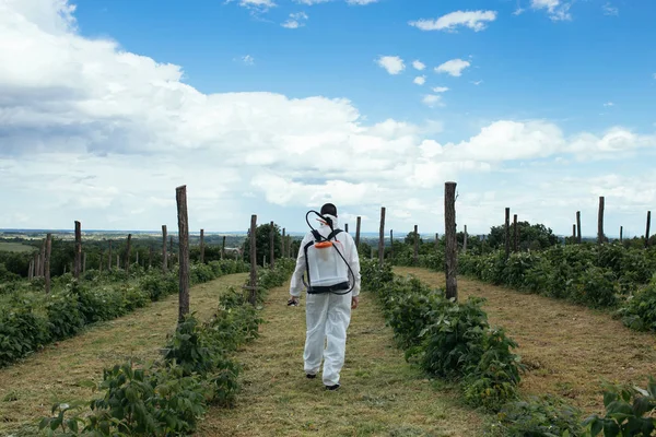 Tema Agricultura Industrial Homem Pulverizando Pesticidas Tóxicos Inseticidas Plantação Frutas — Fotografia de Stock