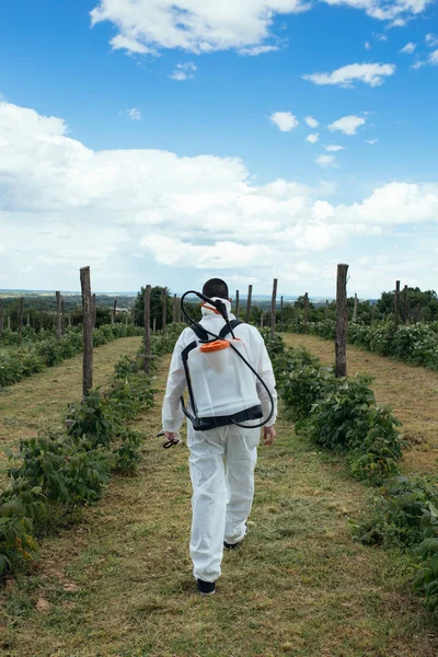 工业农业主题 男子喷洒有毒杀虫剂或杀虫剂在果树种植 阳光明媚的日子里自然的硬光 从后面查看 — 图库照片