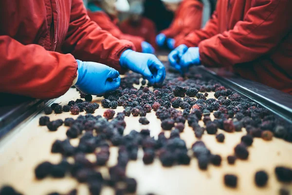 Gente Lavoro Mani Lavoratori Irriconoscibili Guanti Azzurri Protettivi Fanno Selezione — Foto Stock