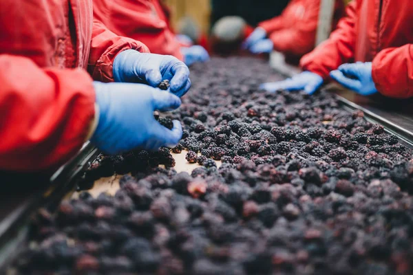 People at work. Unrecognizable workers hands in protective blue gloves make selection of frozen blackberries. Factory for freezing and packing of fruits and vegetables