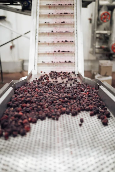 食品工业 冷冻黑莓果的校准线 背景不明的工作人员模糊群 — 图库照片