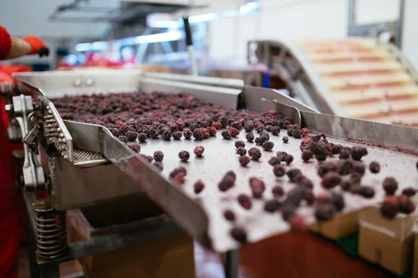 食品工业 冷冻黑莓果的校准线 背景不明的工作人员模糊群 — 图库照片