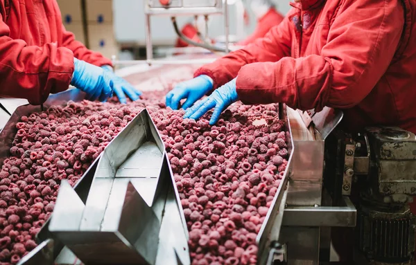 People at work. Unrecognizable workers hands in protective blue gloves make selection of frozen raspberries. Factory for freezing and packing of fruits and vegetables. Low light and visible noise