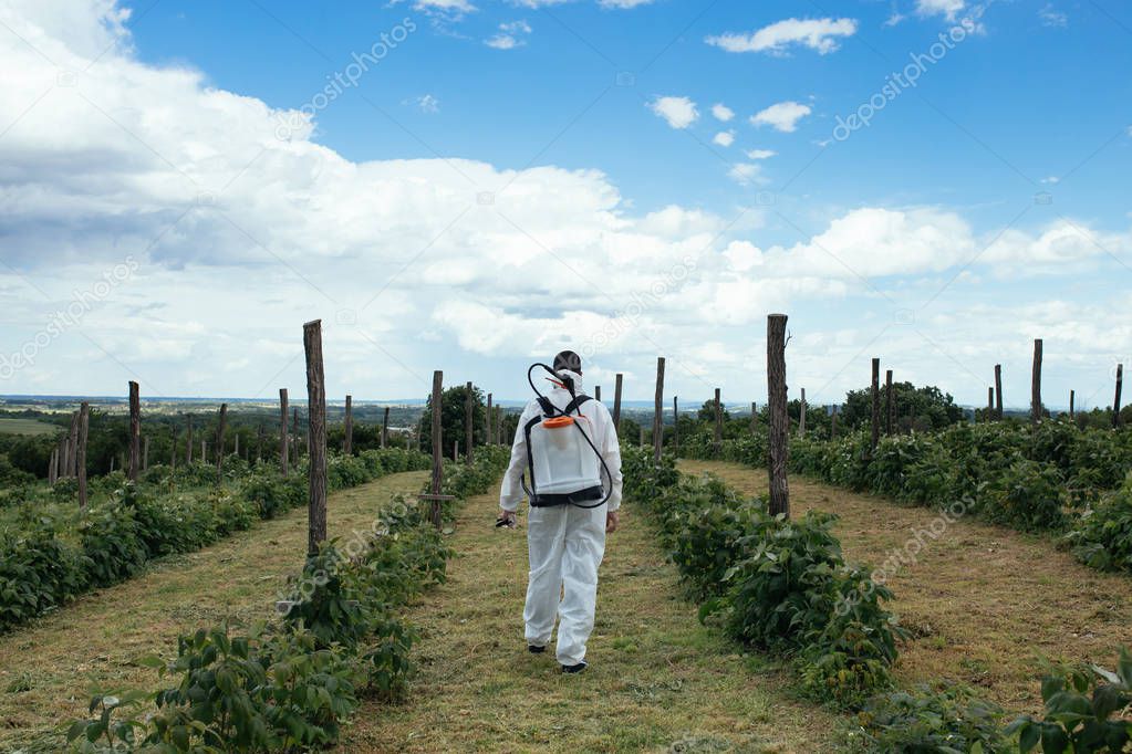 Industrial agriculture theme. Man spraying toxic pesticides or insecticides on fruit growing plantation. Natural hard light on sunny day. View from the back