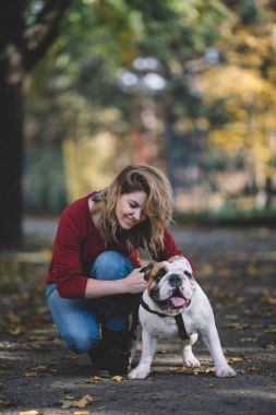 Close up portrait of beautiful and happy English bulldog on a walk with owner. Autumn park walk clipart