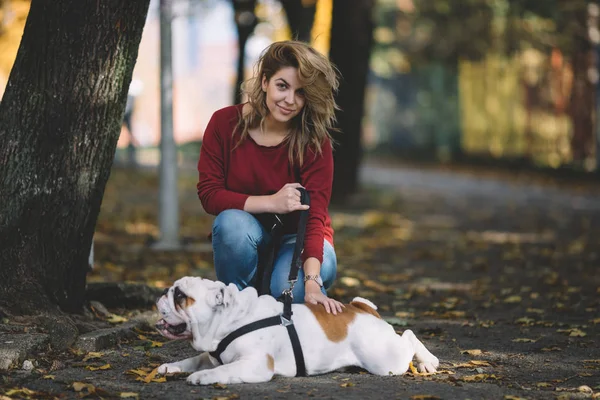 Close Portrait Beautiful Happy English Bulldog Walk Owner Autumn Park — Stock Photo, Image