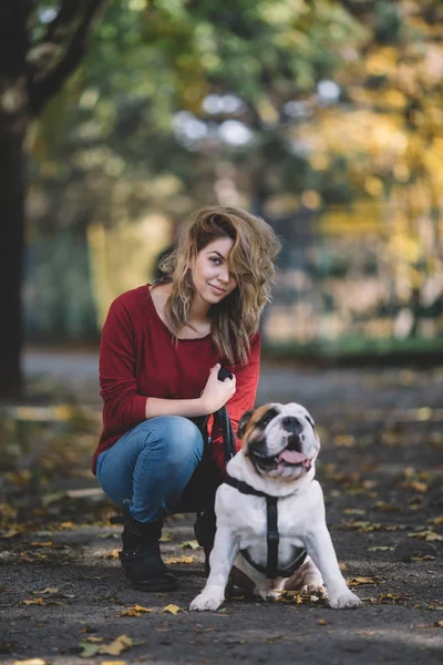 Close Portrait Beautiful Happy English Bulldog Walk Owner Autumn Park — Stock Photo, Image