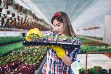 Serada çalışan ve güzel çiçekler zevk çekici genç kadın. Basılı tutup küçük fidan incelenmesi