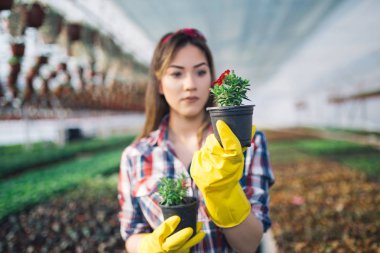 Serada çalışan ve güzel çiçekler zevk çekici genç kadın. Basılı tutup küçük fidan incelenmesi