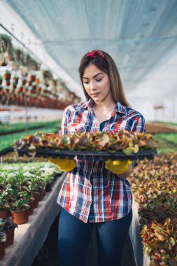 Serada çalışan ve güzel çiçekler zevk çekici genç kadın. Basılı tutup küçük fidan incelenmesi