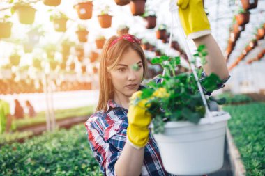 Serada çalışan ve güzel çiçekler zevk çekici genç kadın. Basılı tutup küçük fidan incelenmesi