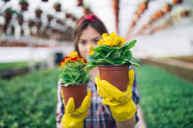 Serada çalışan ve güzel çiçekler zevk çekici genç kadın. Basılı tutup küçük fidan incelenmesi