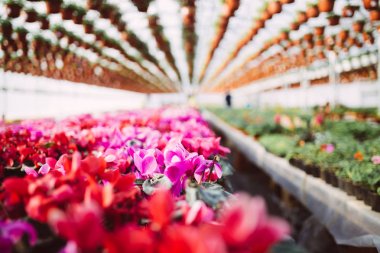 Güzel ve büyük sera iç kısımları ya da iç kısımları. Bir sürü harika çiçek.