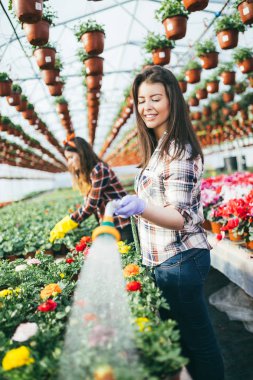 Serada çalışan ve güzel çiçekler zevk iki çekici genç kadın