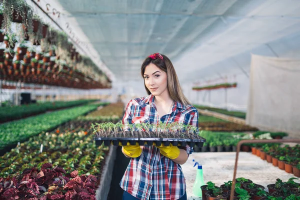 Serada çalışan ve güzel çiçekler zevk çekici genç kadın. Basılı tutup küçük fidan incelenmesi