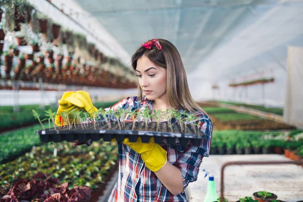 Serada çalışan ve güzel çiçekler zevk çekici genç kadın. Basılı tutup küçük fidan incelenmesi