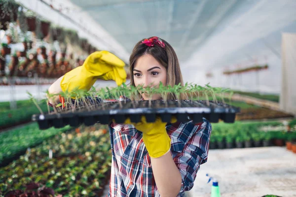 Serada çalışan ve güzel çiçekler zevk çekici genç kadın. Basılı tutup küçük fidan incelenmesi