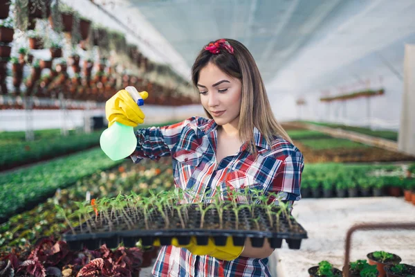 Serada çalışan ve güzel çiçekler zevk çekici genç kadın. Basılı tutup küçük fidan incelenmesi