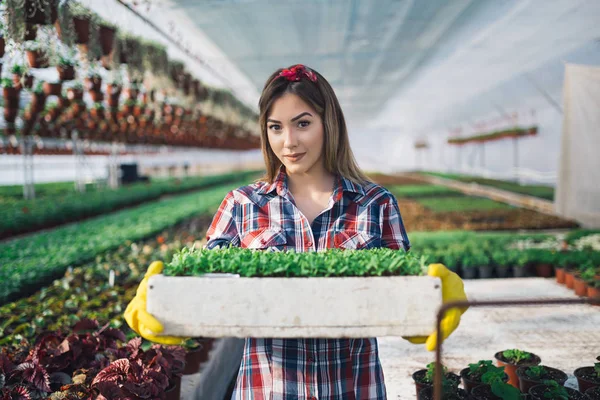 Serada çalışan ve güzel çiçekler zevk çekici genç kadın. Basılı tutup küçük fidan incelenmesi