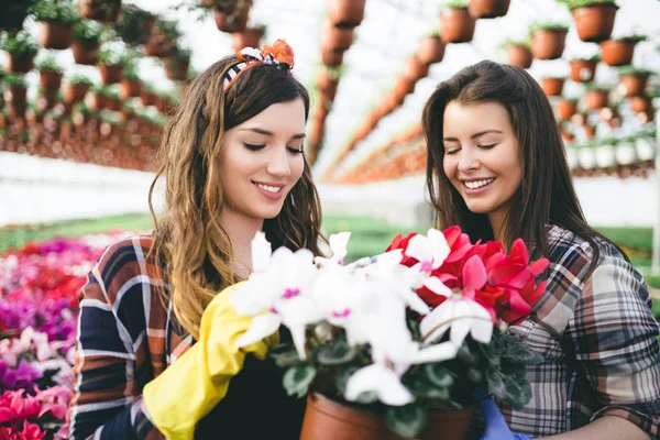 Две Привлекательные Молодые Женщины Работающие Теплице Наслаждающиеся Красивыми Цветами — стоковое фото