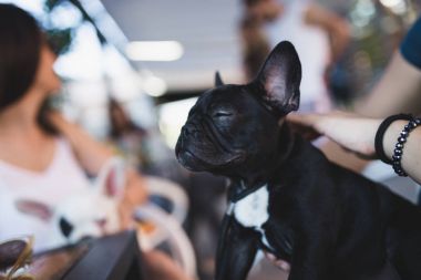 Kadın sahibi ile güzel Fransız bulldog köpek yavrusu doz kapatın