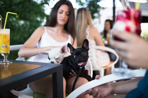 Sevimli Fransız bulldog köpeği ile kafede oturan güzel genç kadın. Köpekler Tema grubu