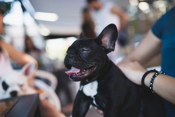 Close Shot Beautiful French Bulldog Puppy Female Owner — Stock Photo, Image