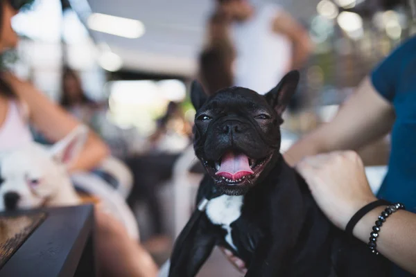 Close Shot Beautiful French Bulldog Puppy Female Owner — Stock Photo, Image