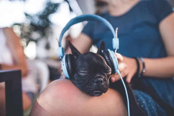 Lindo Blanco Bulldog Francés Cachorro Disfrutando Regazo Del Propietario Escuchando —  Fotos de Stock
