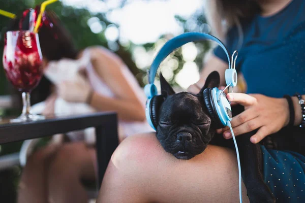 Cute White French Bulldog Puppy Enjoying Owner Lap Listening Music — стоковое фото