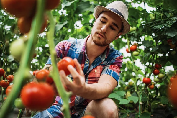 Happy Smiling Young Adult Man Working Greenhouse — Stock Photo, Image