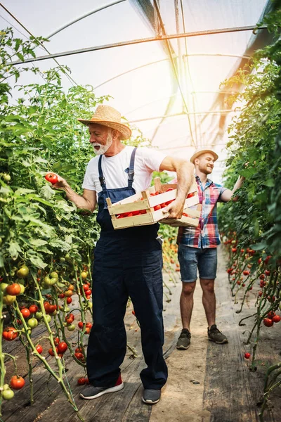 Heureux Grand Père Travaillant Avec Son Petit Fils Dans Entreprise — Photo