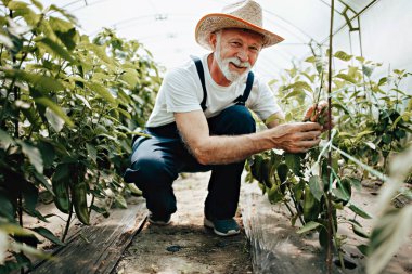 Mutlu ve gülümseyen son sınıf öğrencisi serada çalışıyor..