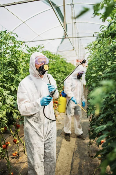 Industrial Agriculture Theme Experienced Workers Protective Suites Spraying Toxic Herbicides — Stock Photo, Image