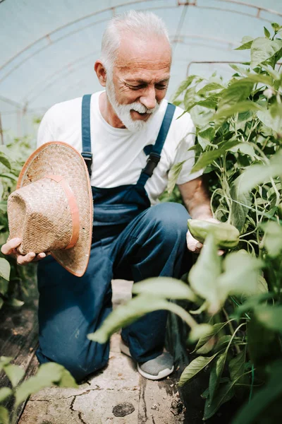 Pria Senior Yang Bahagia Dan Tersenyum Bekerja Rumah Kaca — Stok Foto