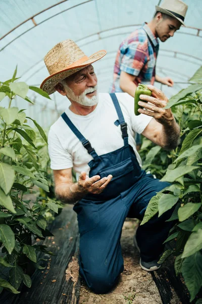 Glücklicher Großvater Arbeitet Mit Seinem Enkel Familiengewächshaus — Stockfoto