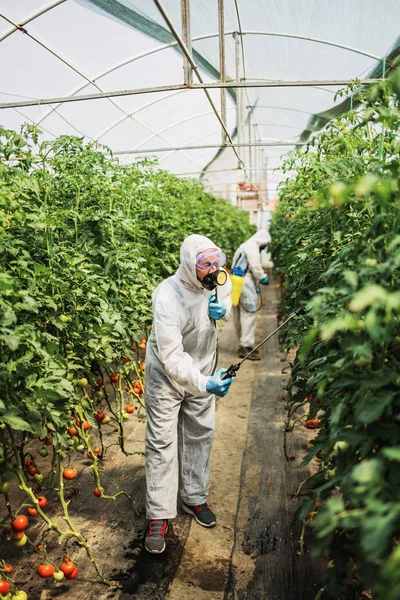 Tema Agricultura Industrial Trabajadores Experimentados Suites Protectoras Rociando Herbicidas Tóxicos — Foto de Stock