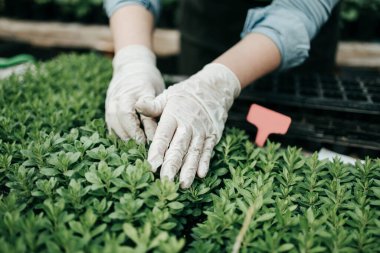Mutlu ve pozitif genç bir kadın serada çalışıyor ve güzel çiçeklerle eğleniyor..